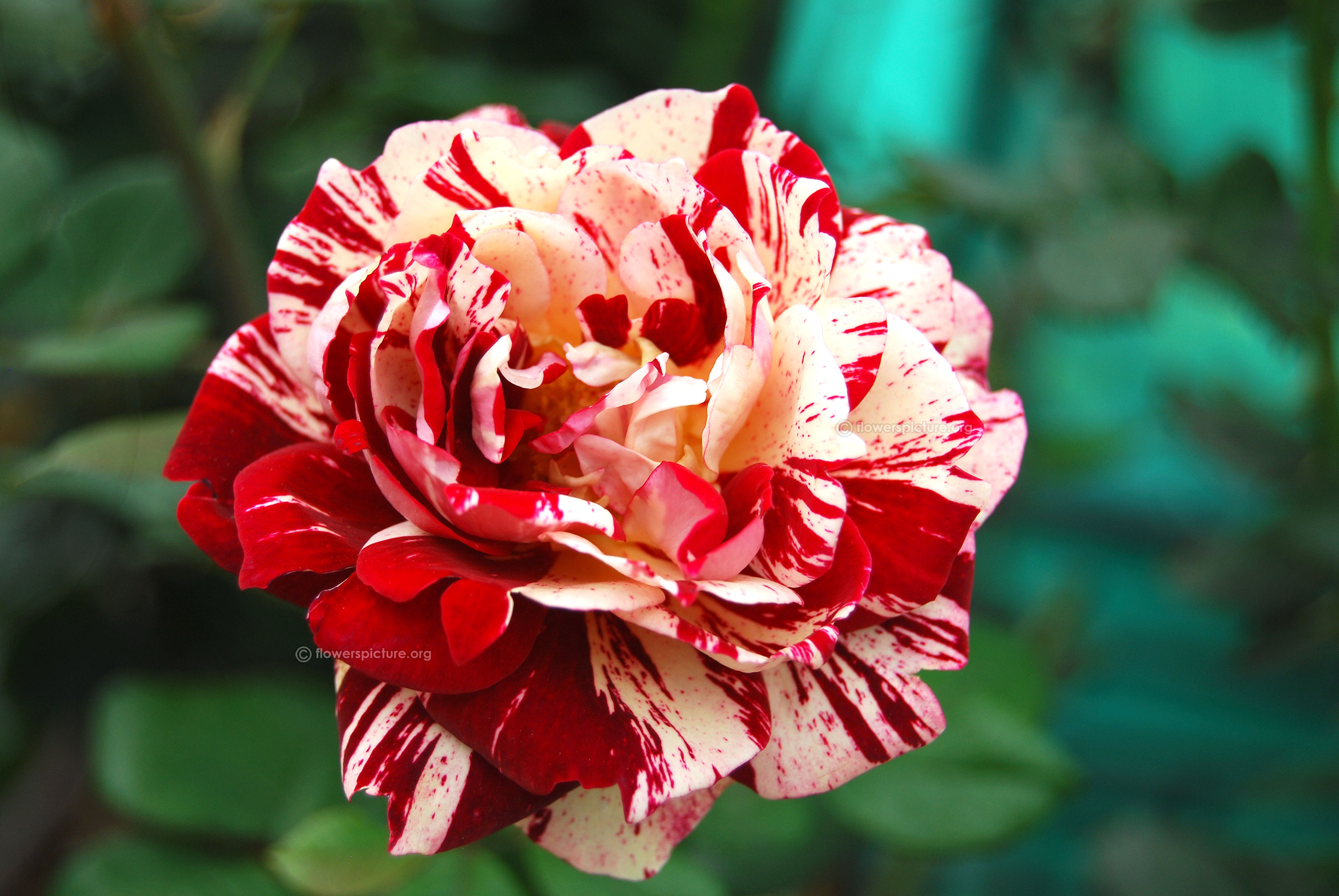 Flowers Wallpaper HD | Flower pictures free download