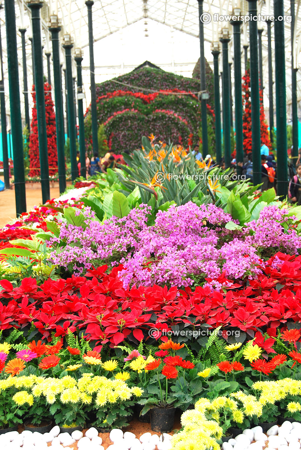 essay on lalbagh flower show