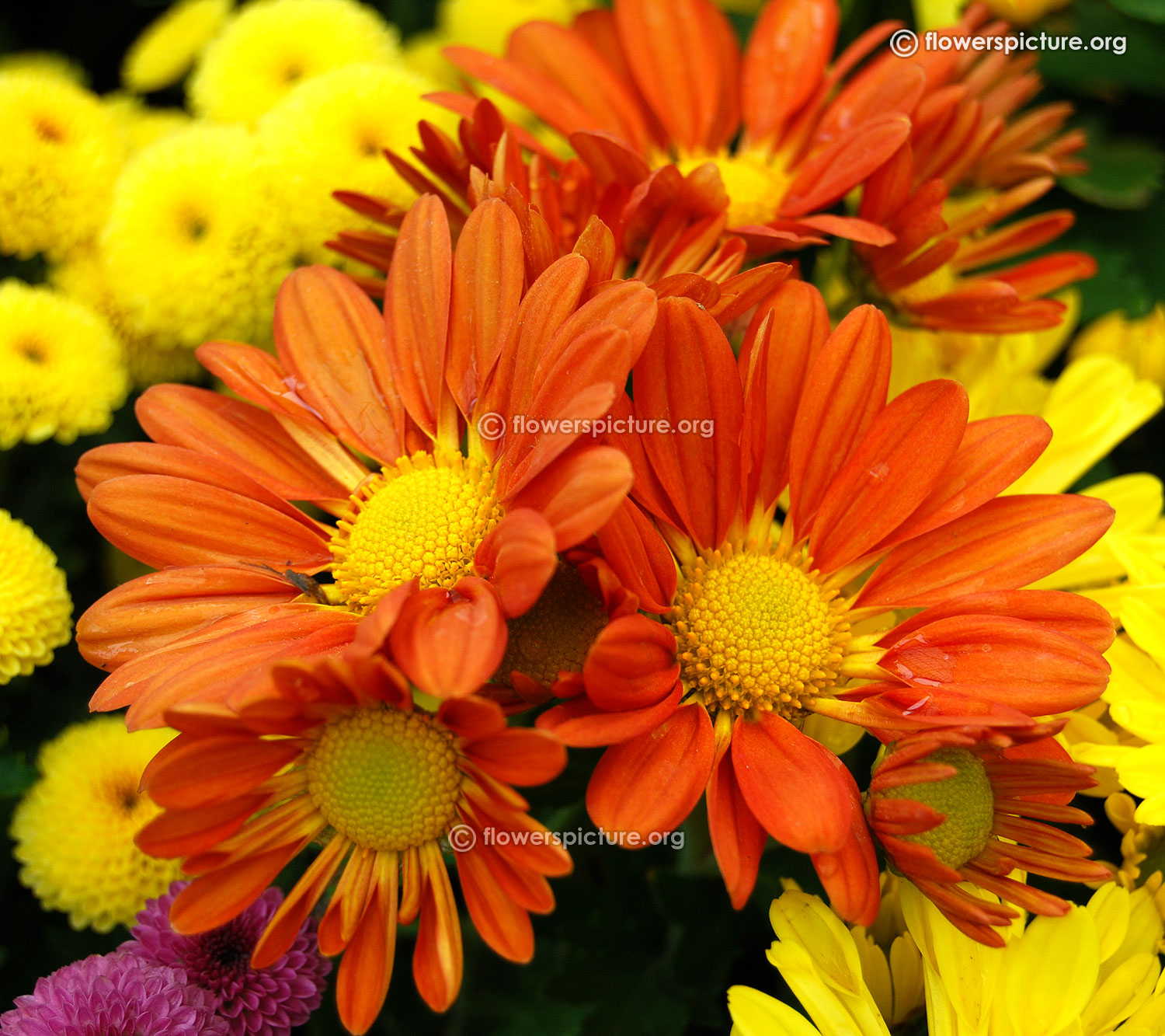 Common Name: Orange chrysanthemum lalbagh flower show 2016 bangalore