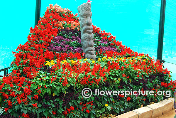 Annual flower mountain lalbagh january 2016