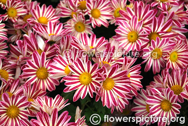 Chrysanthemum pink white variegated lalbagh flower show jan 2016
