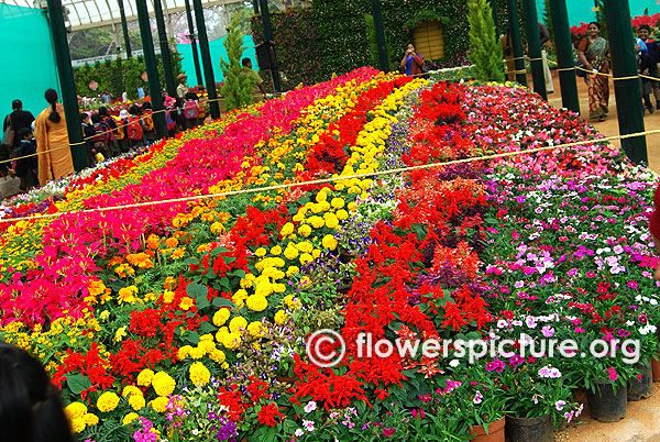 Floral bed lalbagh flower show 2016
