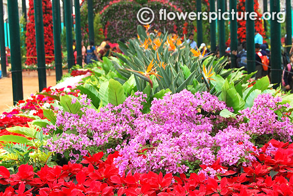 Flower beds long view lalbagh flower show 2016