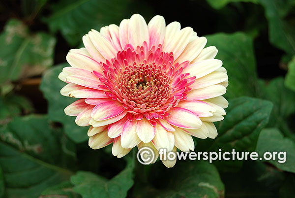 Gerbera fiction beige with pink centric