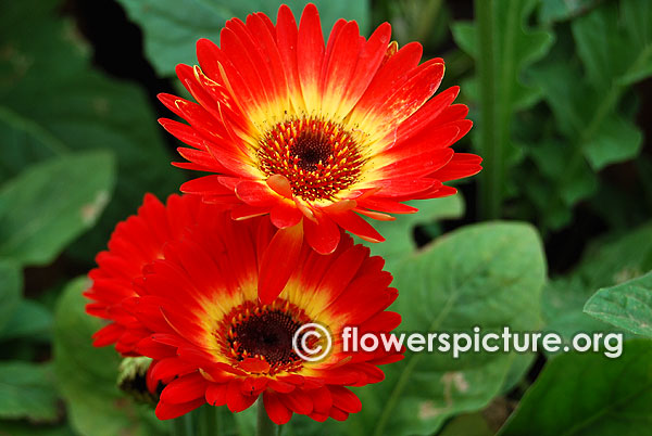 Gerbera red and yellow variegated lalbagh flower show jan 2016