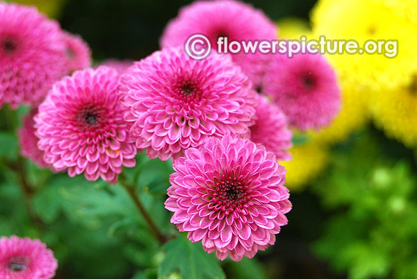Pink button chrysanthemum lalbagh flower show jan 2016 republic day special