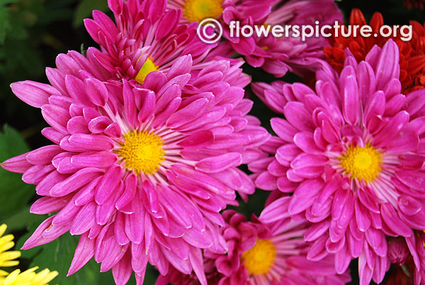 Pink chrysanthemum krumbiegel flower show 2016 bangalore