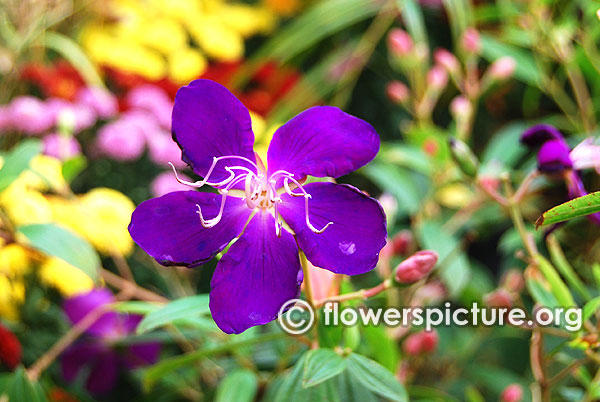 Tibouchina semidecandra-Princess Flower