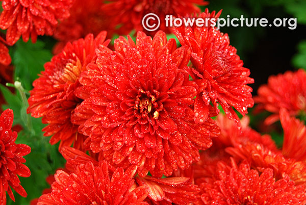 Red chrysanthemum bangalore lalbagh flower show 2016 republic day special