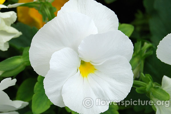 White with yellow eye pansy lalbagh flower show jan 2016