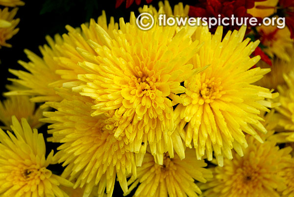 Yellow chrysanthemum bangalore lalbagh flower show 2016 republic day