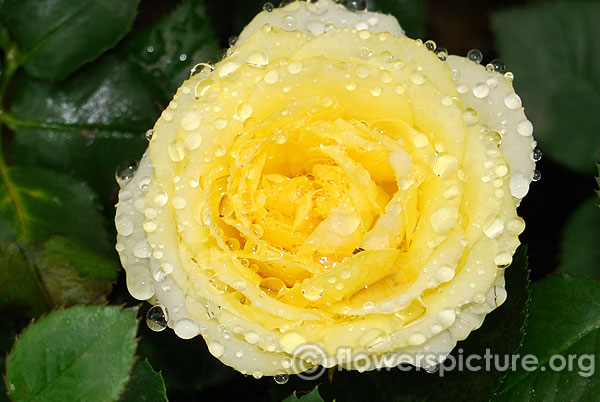 Yellow miniature rose 203 lalbagh flower show 2016