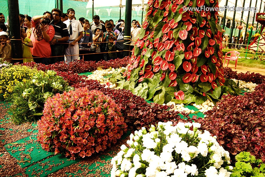 Ooty Flowers Bouquet Show