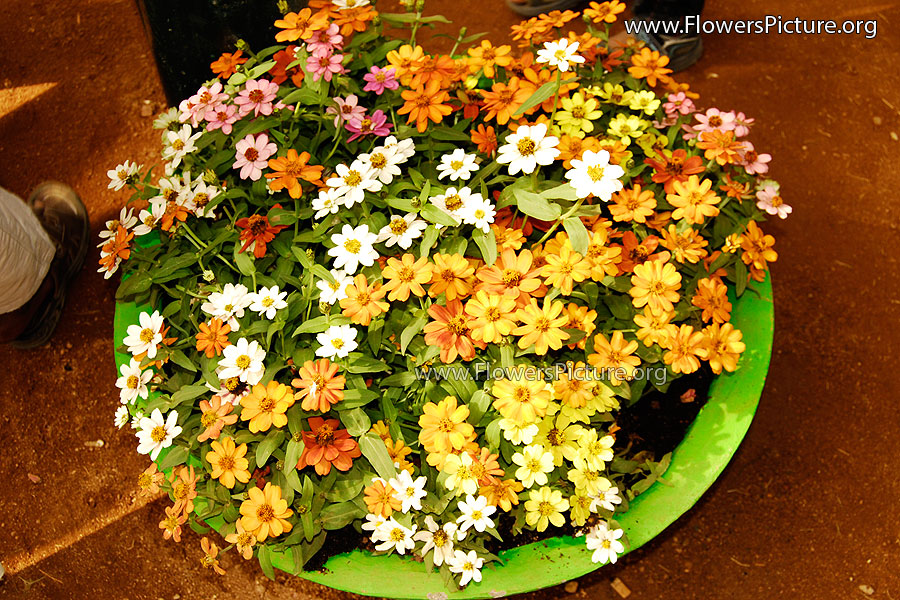 Zinnia Elegans Flower Bucket