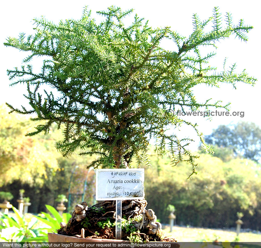 7 Seeds Indische Jujube Indian Jujube Baum Bonsai seltene tropische Evergreen Bonsai 