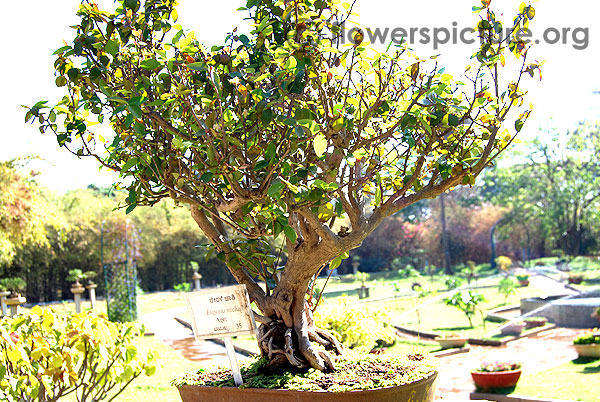 Eugenia michelii bonsai tree
