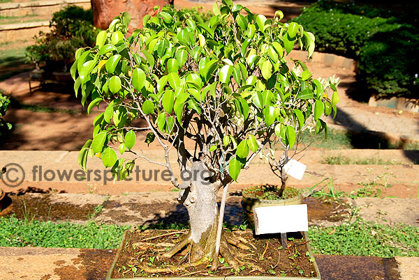 Ficus elastica bonsai tree