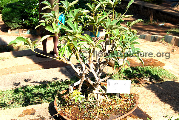 Schefflera arboricola bonsai tree