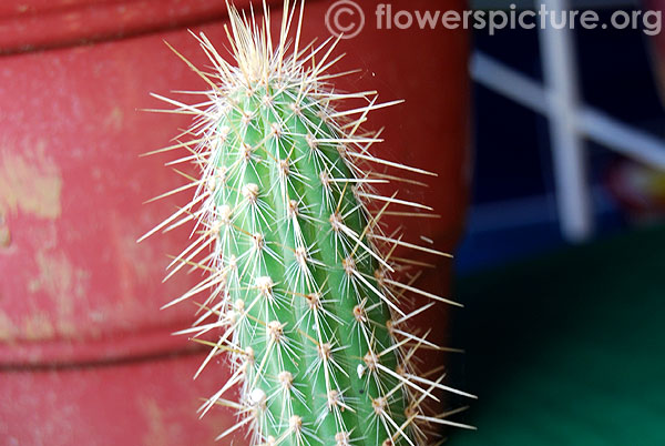 cephalocereus palmeri cactus