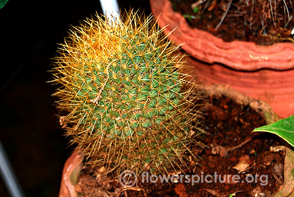 echinocactus polycephalus
