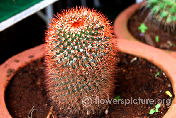 ferocactus pilosus
