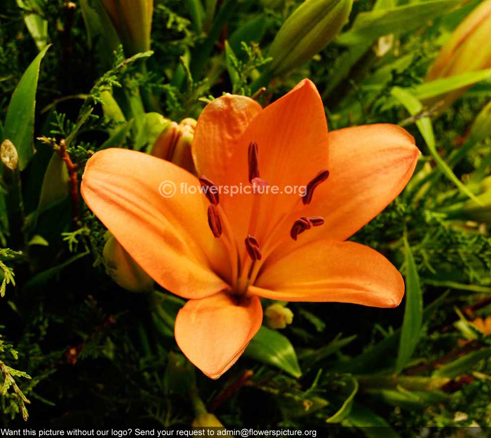 Amaryllis Orange