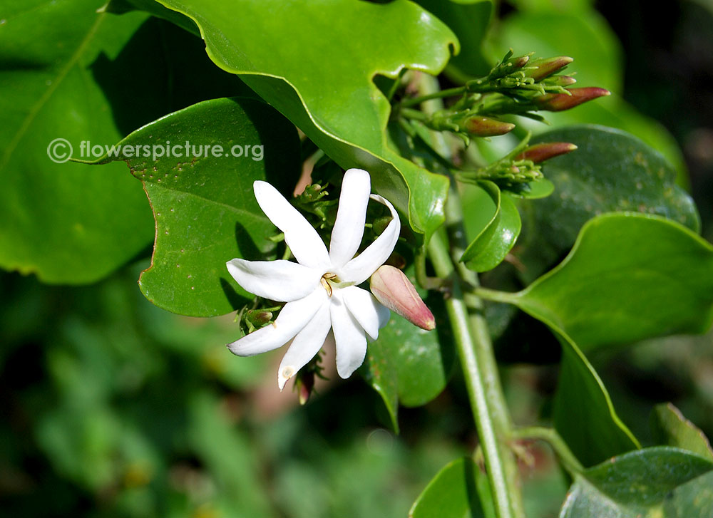 Angelwing jasmine