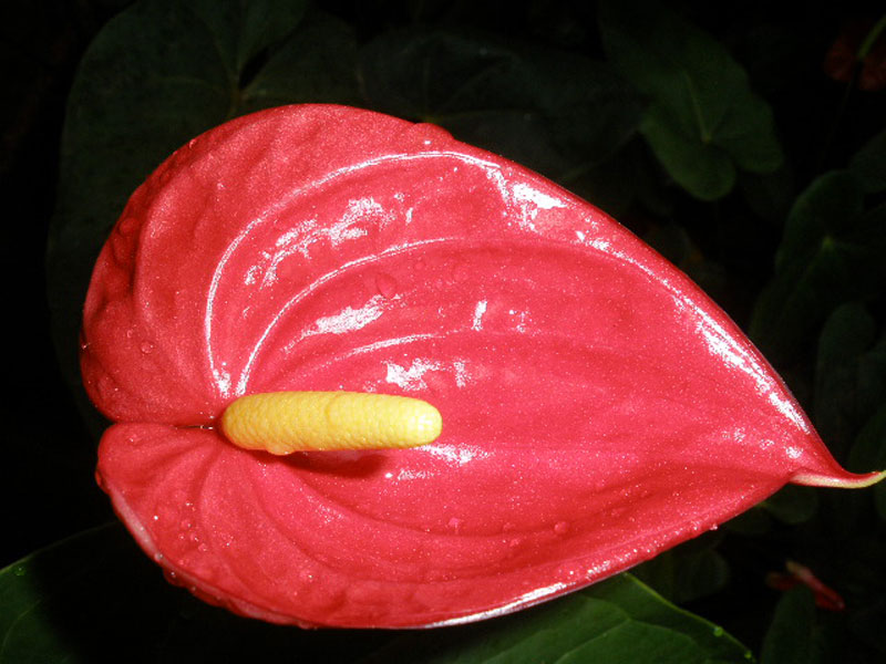 Anthurium Andraeanum Red