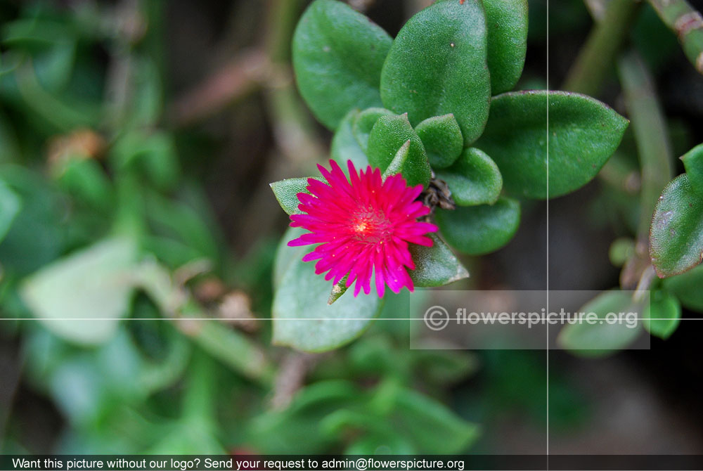 aptenia cordifolia