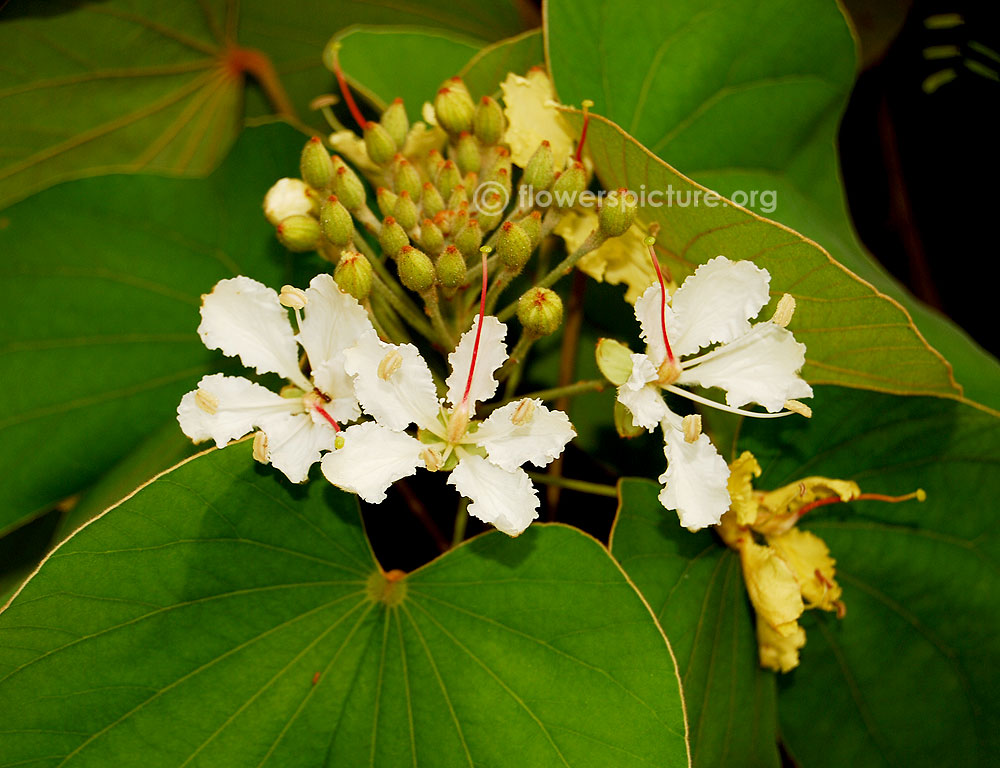 Bauhinia vahlii