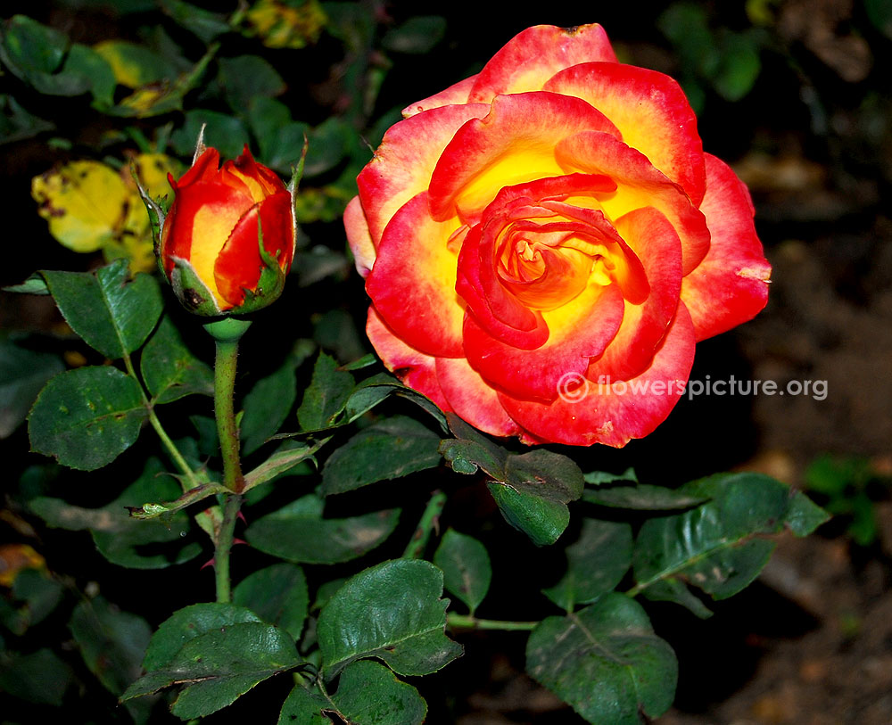 R arbusto Rose in A-qualità merce radice 'Bonanza' 