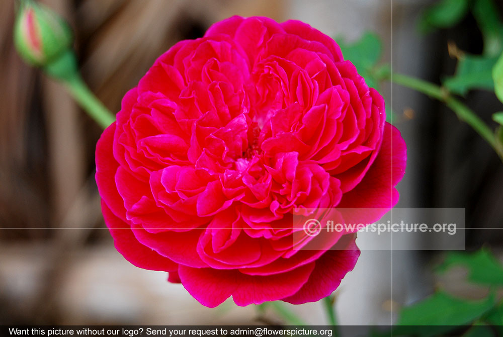 Burr rose