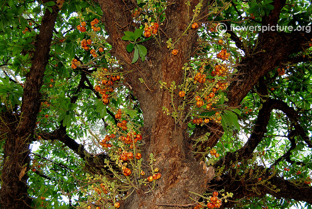 Cannonball tree bark with maroon flowers