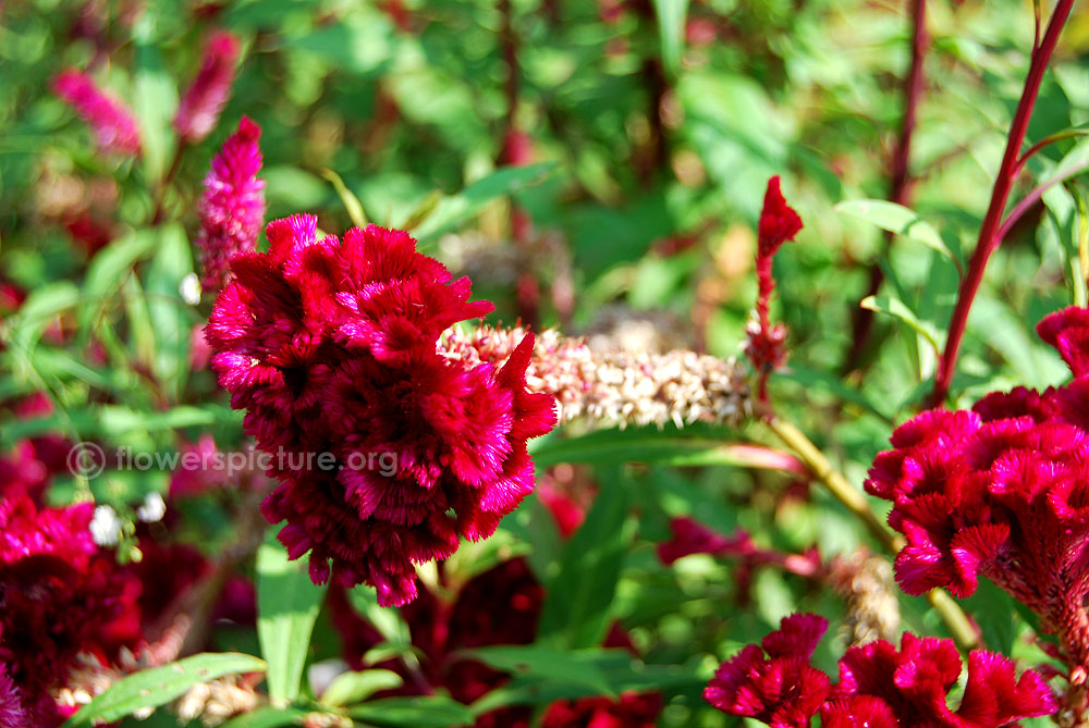 Celosia cristata cockscomb fully bloomed-going to harvest