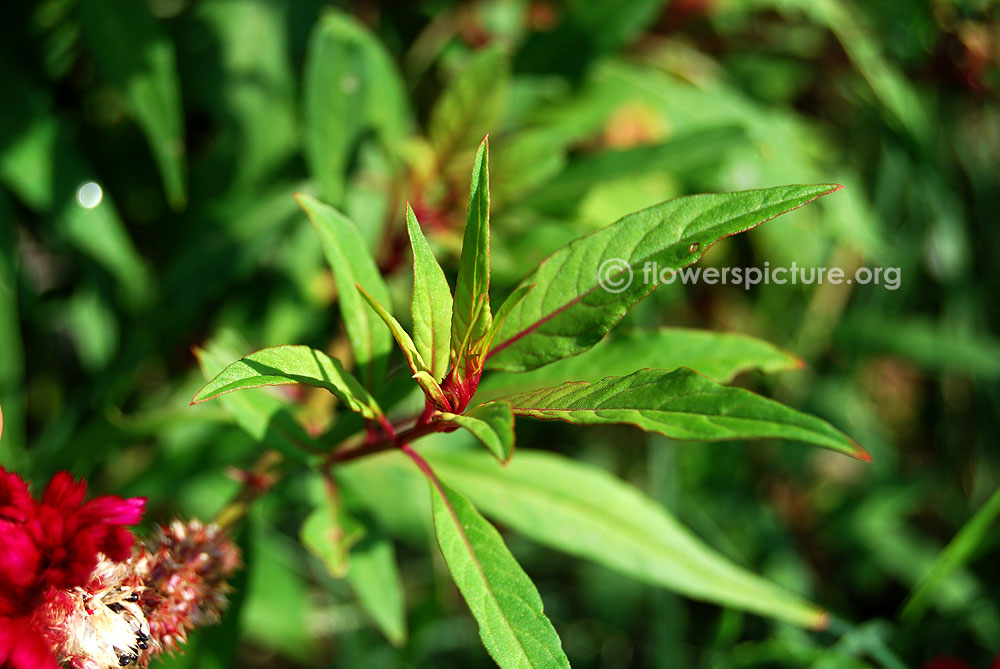Celosia cristata foliage leaves