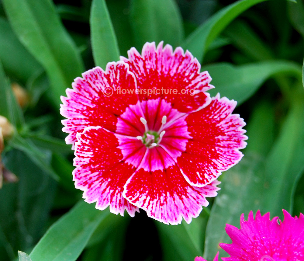 Dianthus tricolor