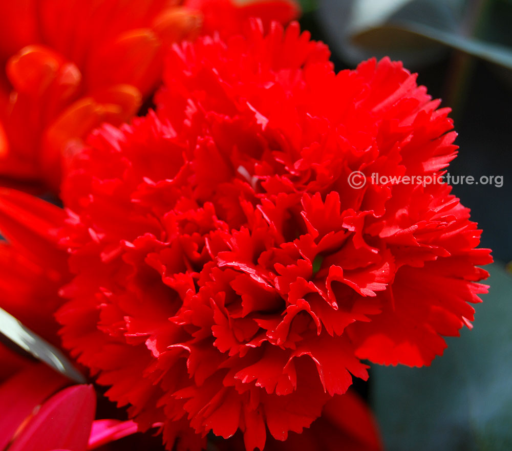 Dianthus caryophyllus red full bloom