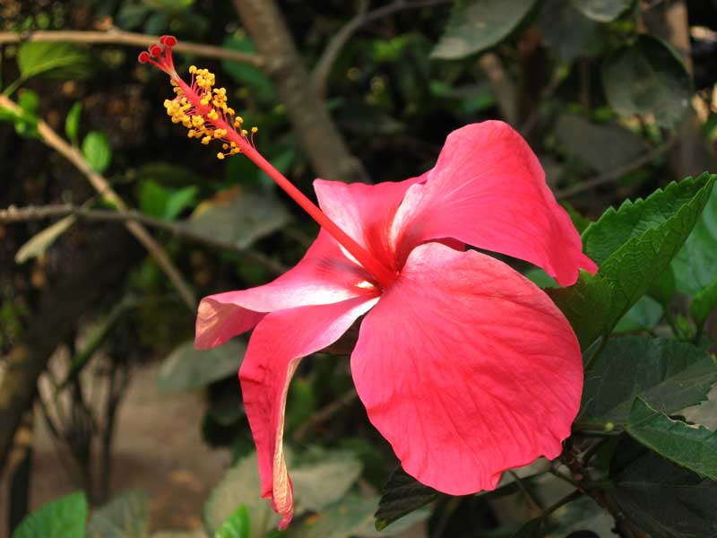 Hibiscus rosa sinensis red