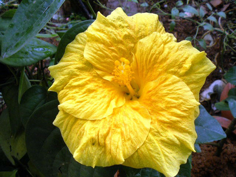 hibiscus rosa sinensis yellow