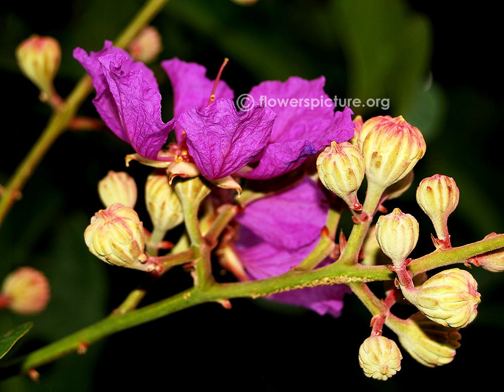 Side view of lagerstroemia speciosa flower