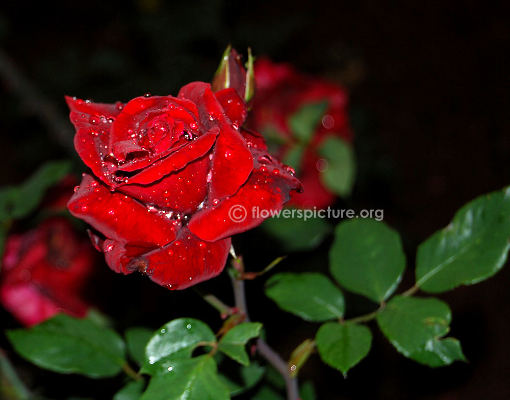 Mildred scheel rose-Foliage