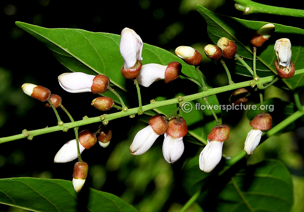 Pongam oil tree flower stalks and bracts