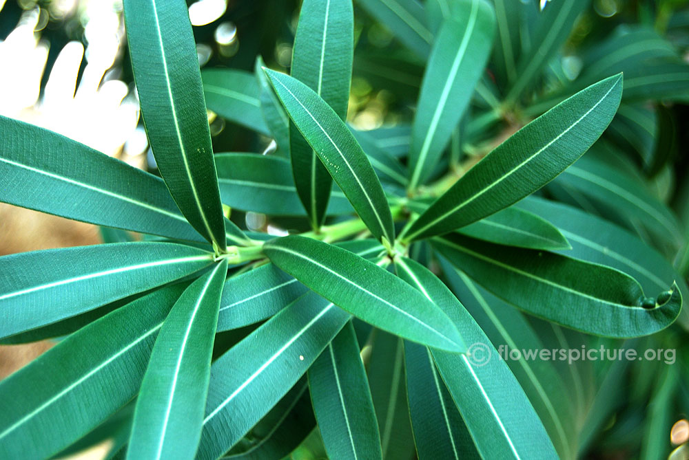 Nerium oleander foliage