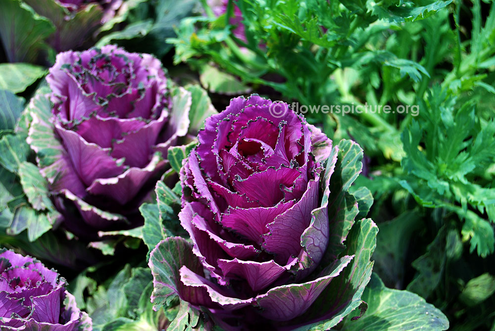 Ornamental purple cabbage