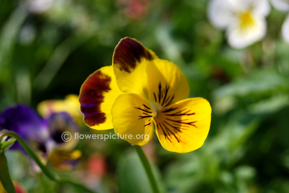 Pansy yellow with maroon mixed variety