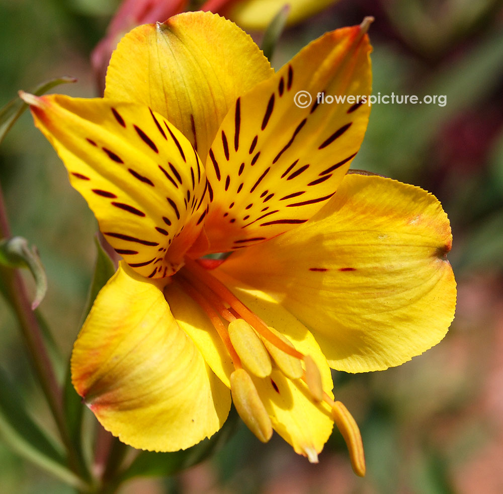 Peruvian lily