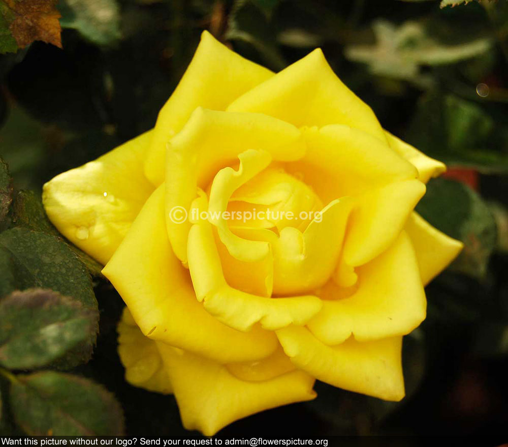 Rose golden yellow