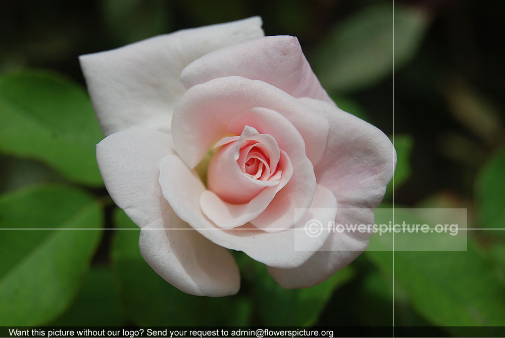 Rose Pink White