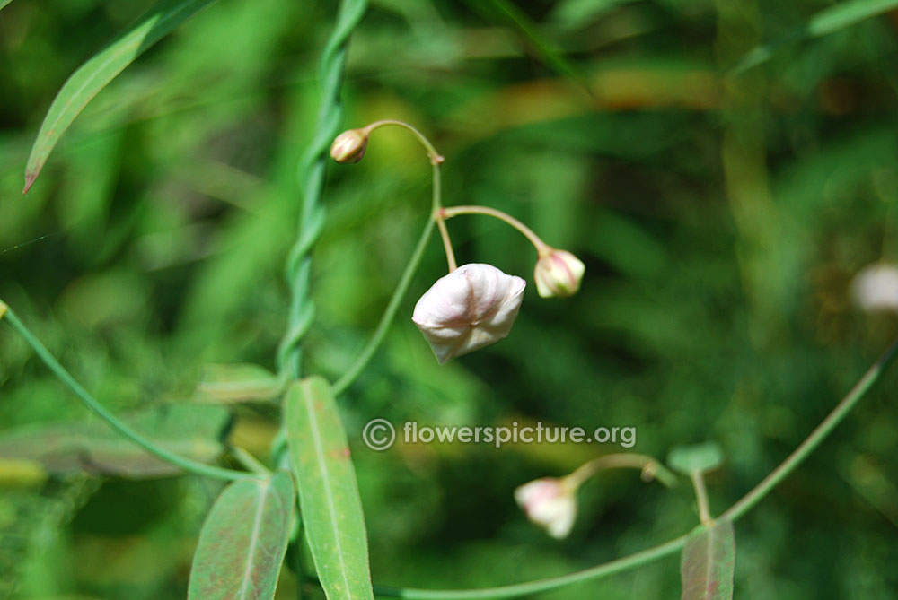 Rosy milkweed vine flower buds