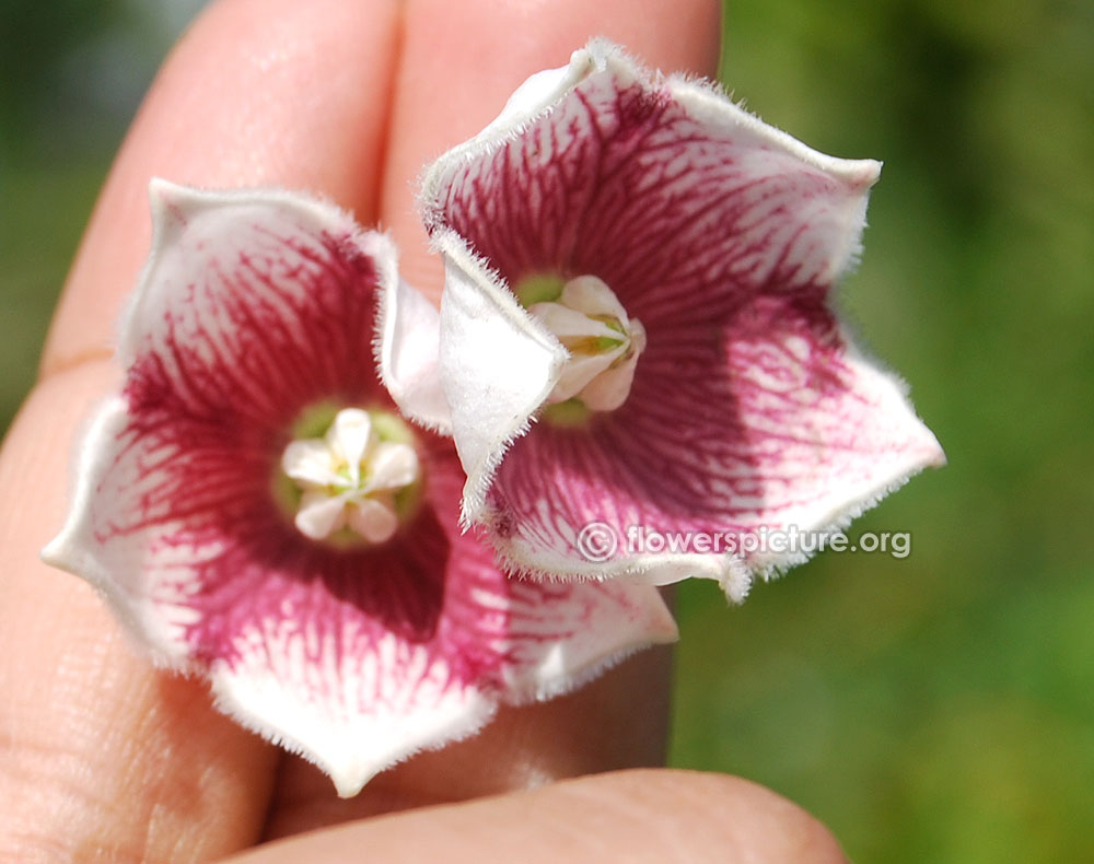 Rosy milkweed vine flower